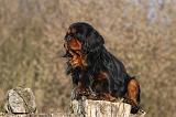 CAVALIER KING CHARLES 383